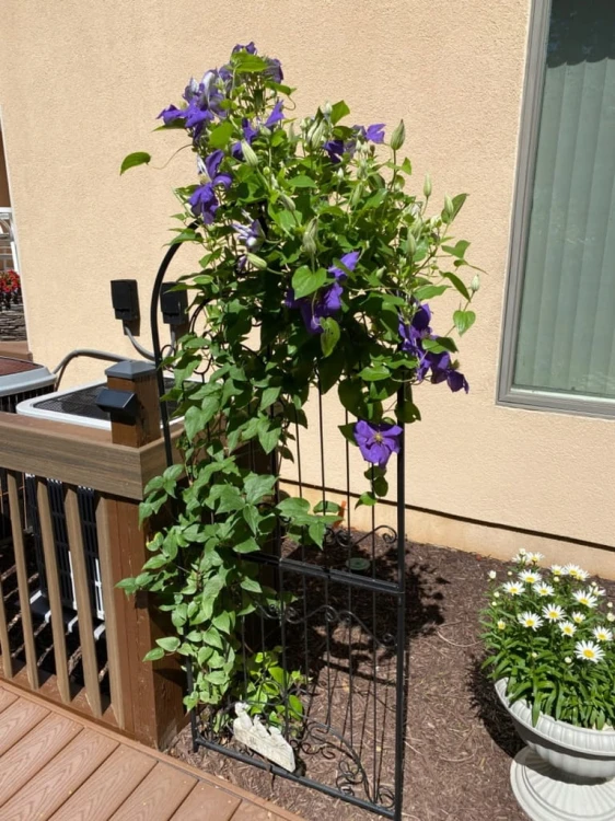 Krata kratownica podpora podpórka pergola ogrodowa metalowa dekoracyjna