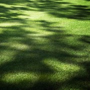 Shade & Sun Trawa w cieniu nasiona na suszę tereny zacienione 50 m² ANGLIA