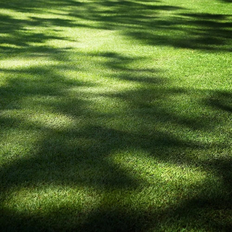 Shade & Sun Trawa w cieniu nasiona na suszę tereny zacienione 50 m² ANGLIA